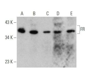 FR Antibody (E-11) - Western Blotting - Image 355234 