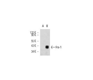 Fra1 Antibody (B-10) - Western Blotting - Image 12722 