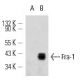 Fra1 Antibody (B-10) - Western Blotting - Image 12722 