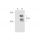 Fra1 Antibody (B-10) - Western Blotting - Image 58614 