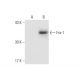 Fra1 Antibody (B-10) - Western Blotting - Image 66344