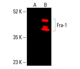 Fra1 Antibody (C-12) - Western Blotting - Image 415942 
