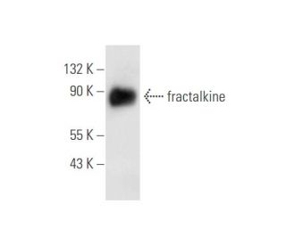fractalkine Antibody (B-1) - Western Blotting - Image 59401Each CRISPR/Cas9 Knockout (KO) Plasmid product consists of a pool of 3 plasmids designed to ensure identification and cleavage of a specific gene for maximum knockout efficiency. Each plasmid encodes a unique 20 nt sequence derived from the GeCKO (v2) library.