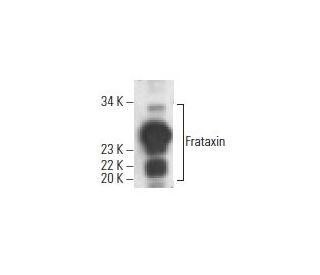 Frataxin Antibody (C-2) - Western Blotting - Image 395735 
