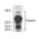 Frataxin Antibody (C-2) - Western Blotting - Image 395735 