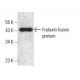 Frataxin Antibody (C-2) - Western Blotting - Image 395736 