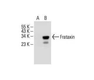 Frataxin Antibody (G-12) - Western Blotting - Image 393528 