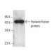Frataxin Antibody (G-12) - Western Blotting - Image 395734