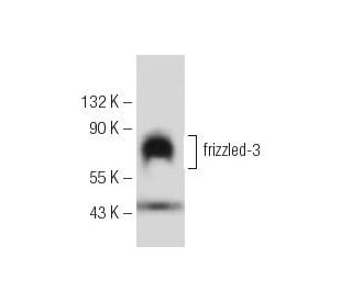 frizzled-3 Antibody (C-1) - Western Blotting - Image 153970 