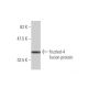 frizzled-4 Antibody (3G7) - Western Blotting - Image 348895