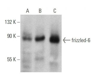 frizzled-6 Antibody (C-12) - Western Blotting - Image 359448 