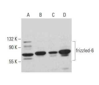 frizzled-6 Antibody (D-2) - Western Blotting - Image 376276 