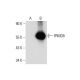 FRMD8 Antibody (E-11) - Western Blotting - Image 317977