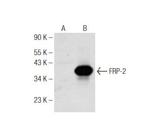 FRP-2 Antibody (C-4) - Western Blotting - Image 142521