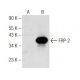 FRP-2 Antibody (C-4) - Western Blotting - Image 142521