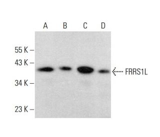FRRS1L Antibody (H-8) - Western Blotting - Image 383271