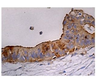FT&alpha; Antibody (C-4) - Immunohistochemistry - Image 160179 