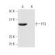 FTS Antibody (KK-L5) - Western Blotting - Image 64942 