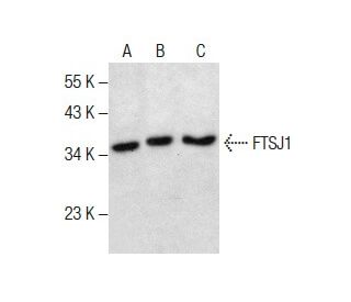 FTSJ1 Antibody (B-2) - Western Blotting - Image 287831 