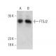 FTSJ2 Antibody (2372C6a) - Western Blotting - Image 385119 