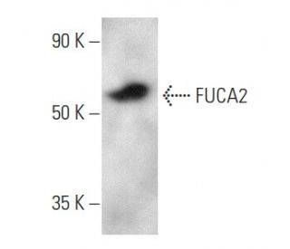 FUCA2 Antibody (B-11) - Western Blotting - Image 354259 