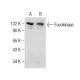 Fucokinase Antibody (F-9) - Western Blotting - Image 283862