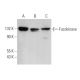 Fucokinase Antibody (F-9) - Western Blotting - Image 372805 