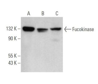Fucokinase Antibody (F-9) - Western Blotting - Image 372805