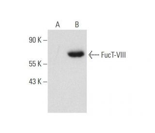 FucT-VIII Antibody (B-10) - Western Blotting - Image 131226Each CRISPR/Cas9 Knockout (KO) Plasmid product consists of a pool of 3 plasmids designed to ensure identification and cleavage of a specific gene for maximum knockout efficiency. Each plasmid encodes a unique 20 nt sequence derived from the GeCKO (v2) library.
