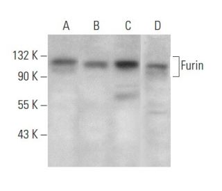 Furin Antibody (G-6) - Western Blotting - Image 354261 