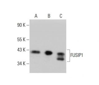 FUSIP1 Antibody (T-18) - Western Blotting - Image 384237 