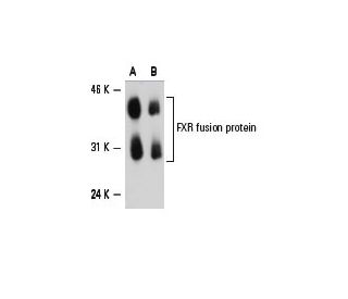 FXR/NR1H4 Antibody (D-3) - Western Blotting - Image 6584 