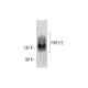 FXR1/2 Antibody (C-5) - Western Blotting - Image 73137
