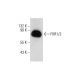 FXR1/2 Antibody (C-5) - Western Blotting - Image 73158 