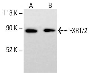 FXR1/2 Antibody (C-5) - Western Blotting - Image 413700 