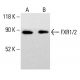 FXR1/2 Antibody (C-5) - Western Blotting - Image 413700 