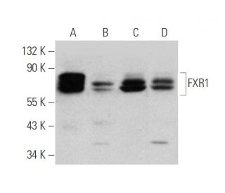 FXR1 Antibody (C-4) - Western Blotting - Image 346502 