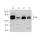 FXR1 Antibody (C-4) - Western Blotting - Image 346502 
