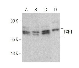 FXR1 Antibody (D-4) - Western Blotting - Image 359523
