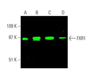 FXR1 Antibody (B-2) - Western Blotting - Image 385443