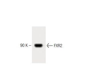 FXR2 Antibody (55) - Western Blotting - Image 60197 