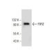 FXR2 Antibody (G-2) - Western Blotting - Image 160780 