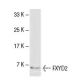 FXYD2 Antibody (ZW-5) - Western Blotting - Image 33525