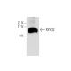 FXYD2 Antibody (ZW-5) - Western Blotting - Image 301559 