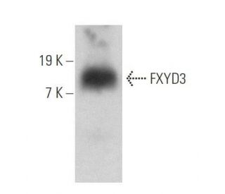 FXYD3 Antibody (A-3) - Western Blotting - Image 358907 