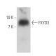 FXYD3 Antibody (A-3) - Western Blotting - Image 358907 