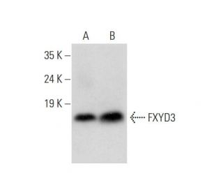 FXYD3 Antibody (B-3) - Western Blotting - Image 318041 
