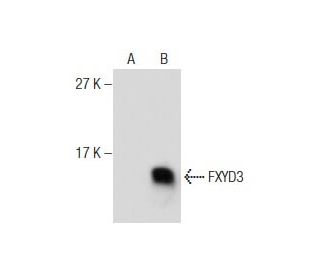 FXYD3 Antibody (B-8) - Western Blotting - Image 164268 