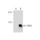 FXYD3 Antibody (B-8) - Western Blotting - Image 164268 