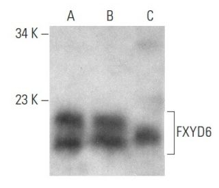 FXYD6 Antibody (E-11) - Western Blotting - Image 354262 